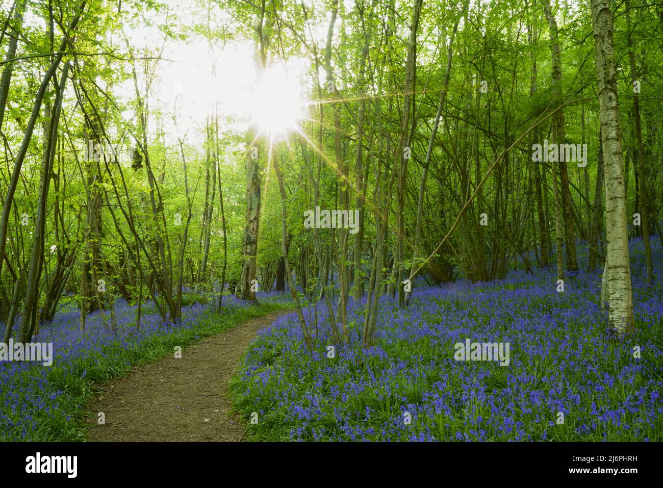 Sunburst dans un Bluebell Wood. Banque D'Images