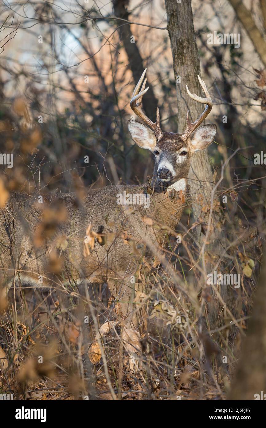 8 point de cerf de Virginie buck face à la caméra avec le soleil brillant sur lui Banque D'Images