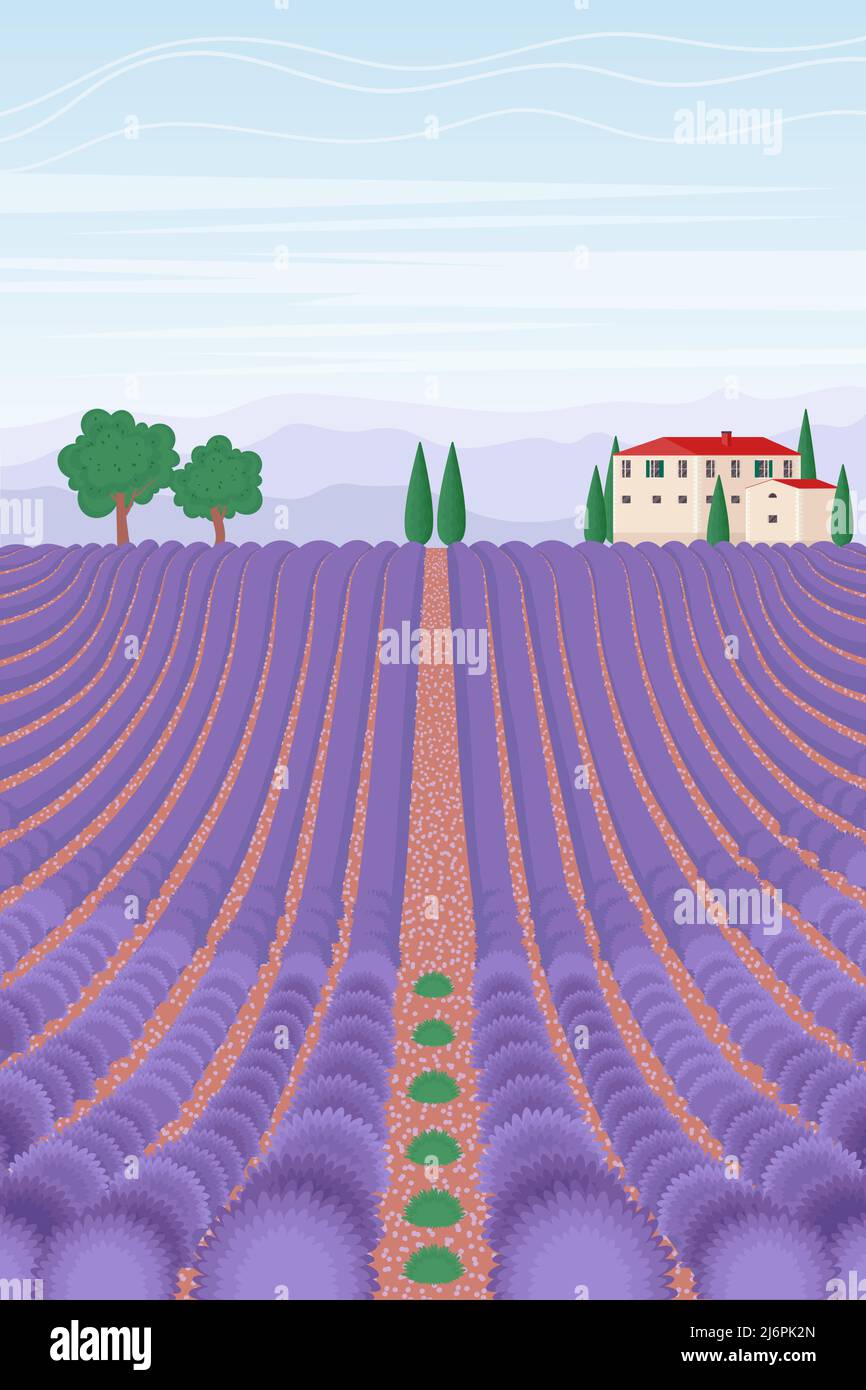 Paysage de champ de lavande. Arrière-plan vertical d'été. Illustration vectorielle de style plat Illustration de Vecteur