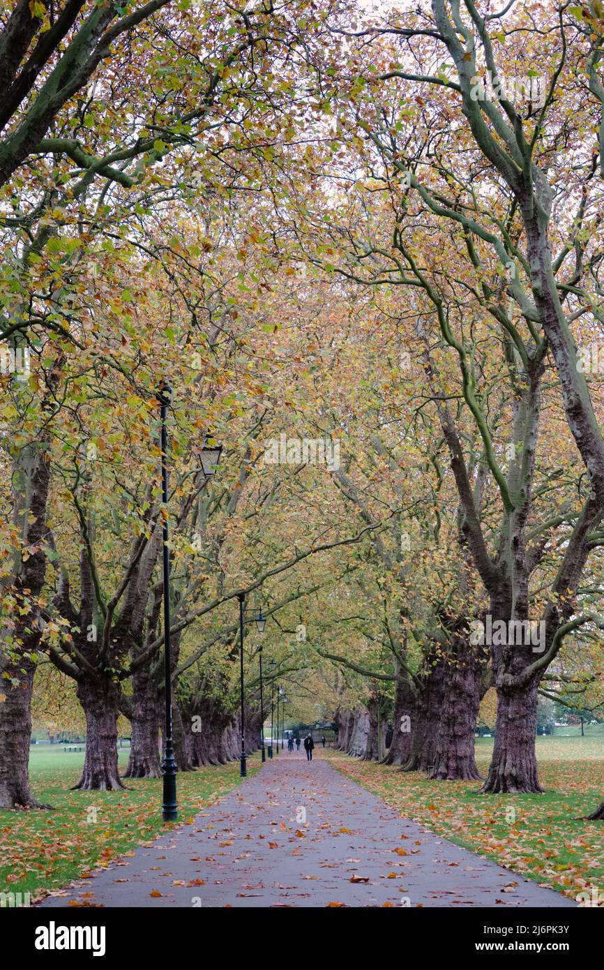 Vue d'automne de la piste bordée d'arbres sur Jesus Green Cambridge England Banque D'Images