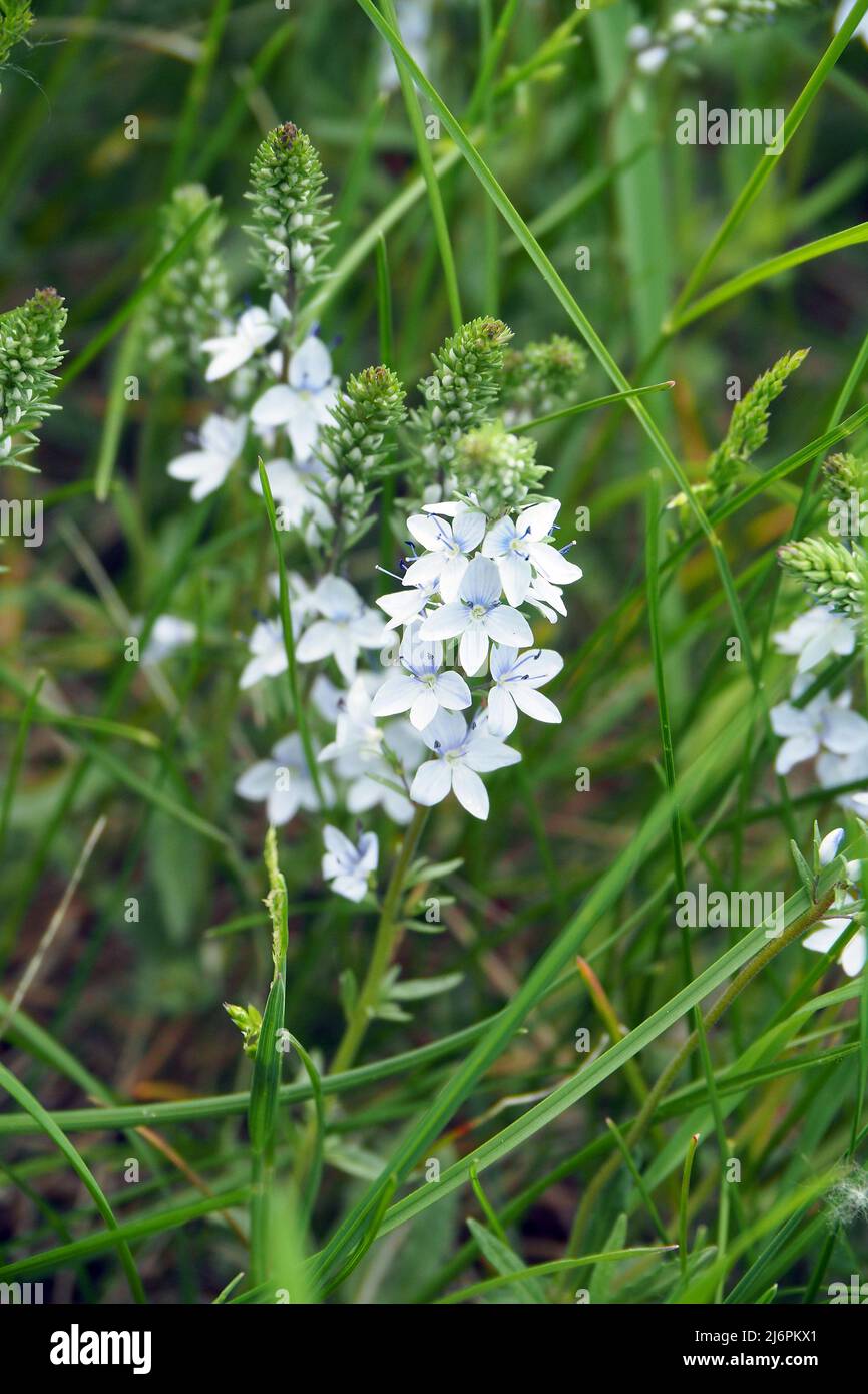 Prostrate speedwell, rock speedwell, Véronique couchée, Veronica prostrata, lecsepült veronika, Hongrie, Europe Banque D'Images