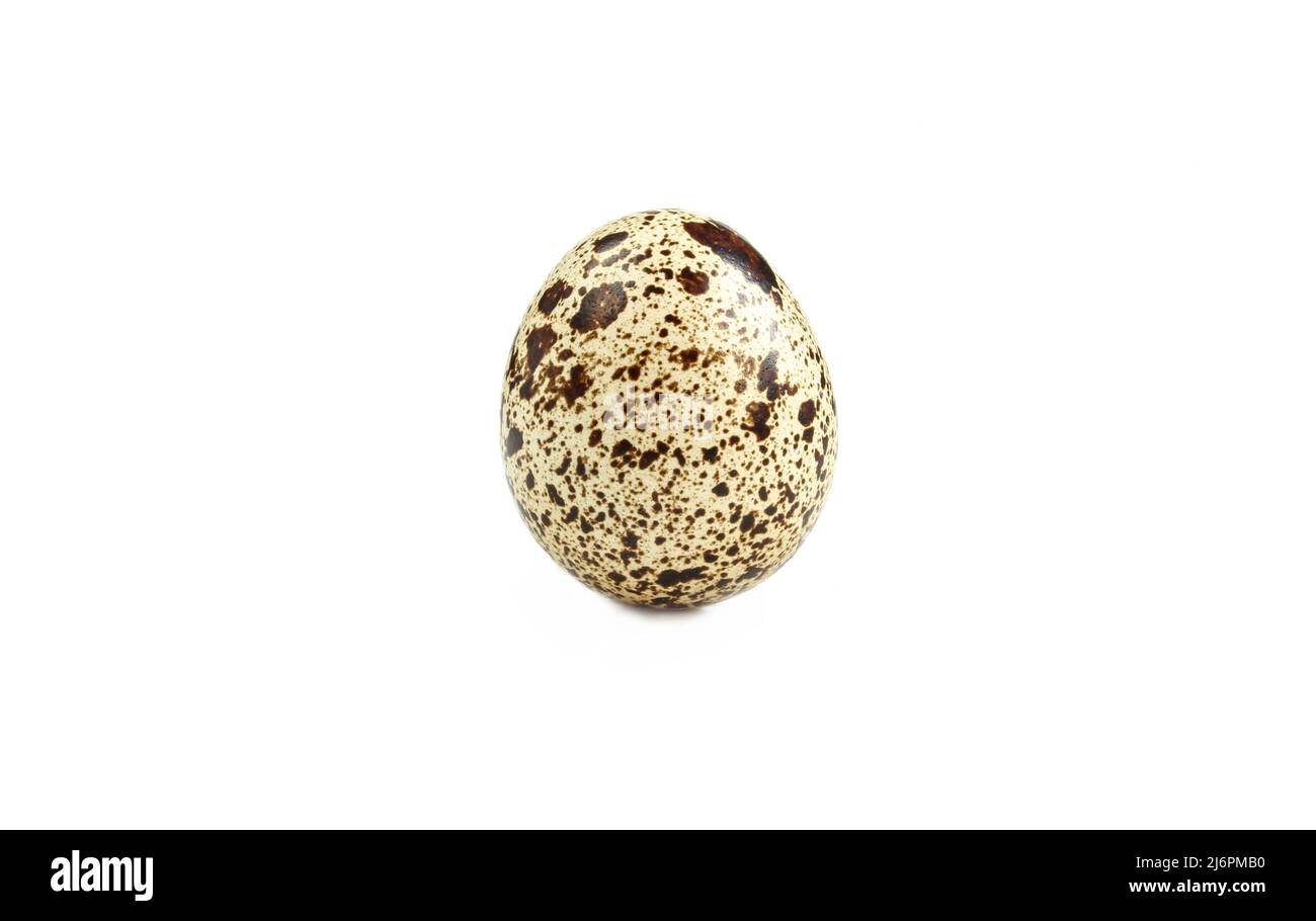 Petit œuf de caille isolé sur fond blanc Banque D'Images