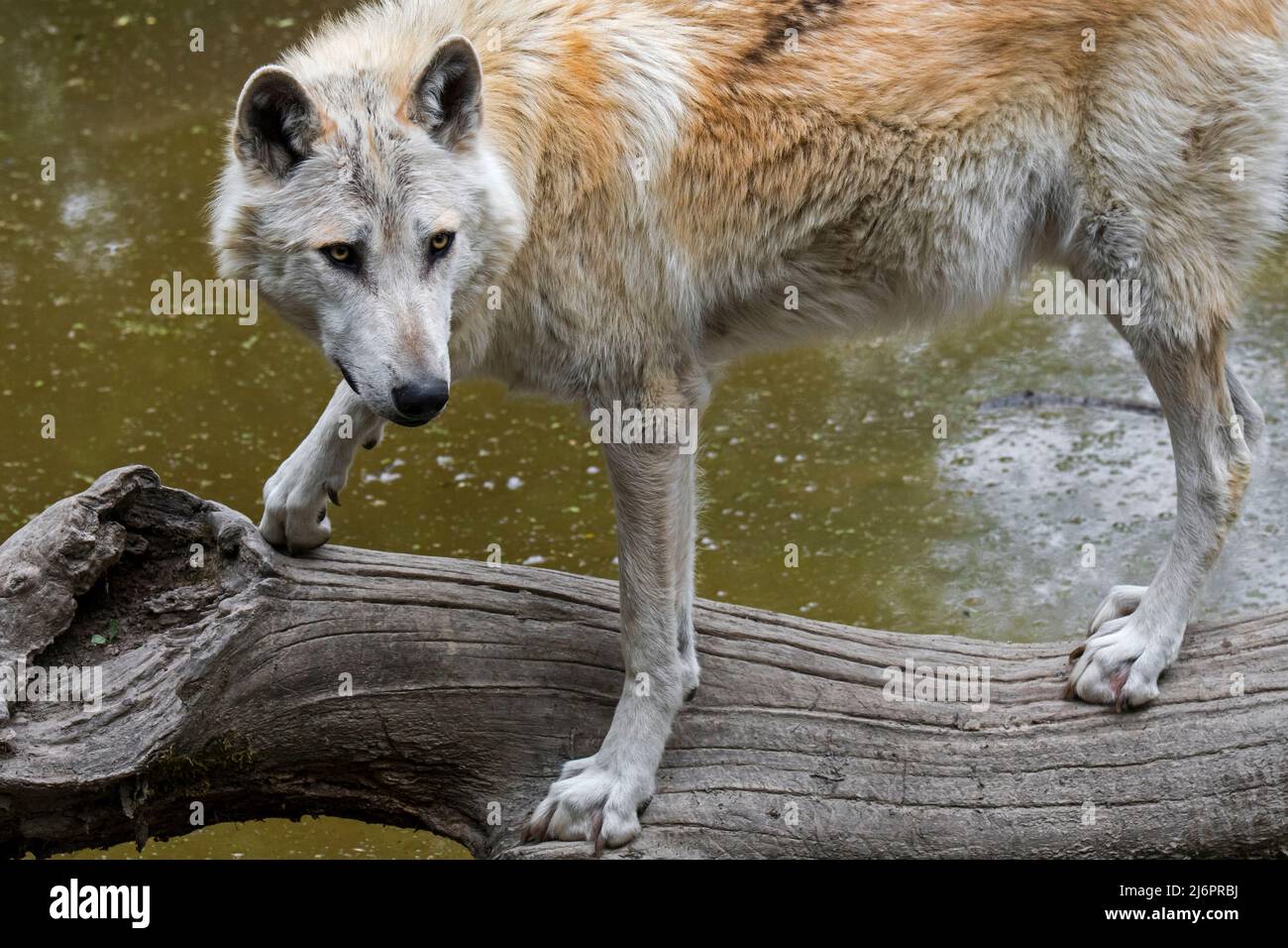 Loup blanc du nord-ouest / loup de la vallée du Mackenzie / Alaska / loup à bois canadien (Canis lupus occidentalis) traversant une rivière au-dessus du tronc d'arbre tombé Banque D'Images