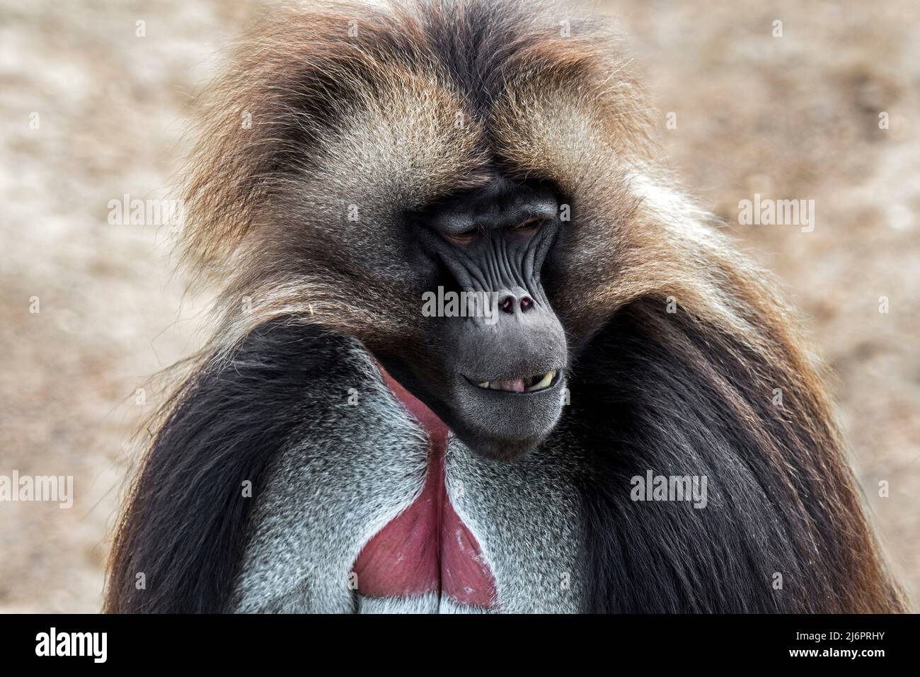 Portrait en gros plan de gelada mâle / singe à cœur saignant / gelada babouin (Theropithecus gelada) originaire des Highlands éthiopiens Banque D'Images