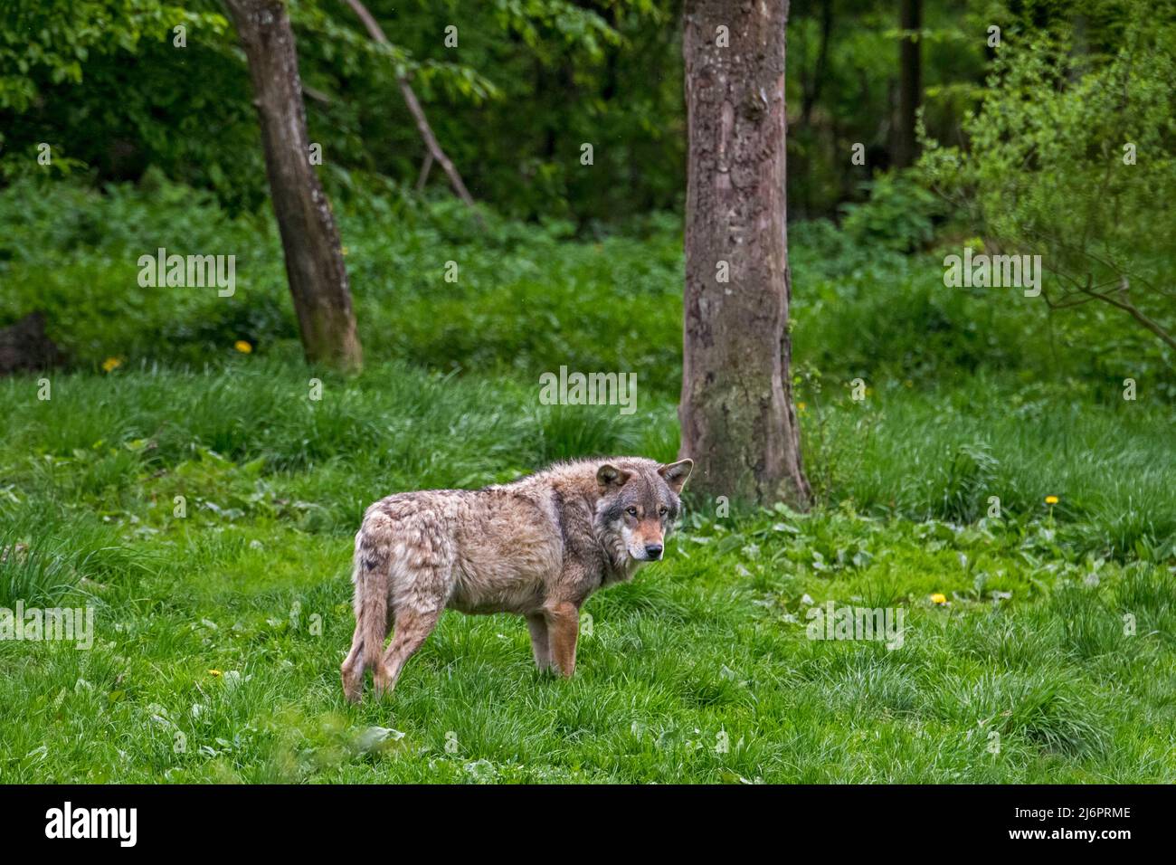 Loup gris européen solitaire / loup eurasien / loup commun (Canis lupus lupus) en quête de nourriture dans une forêt à feuilles larges Banque D'Images