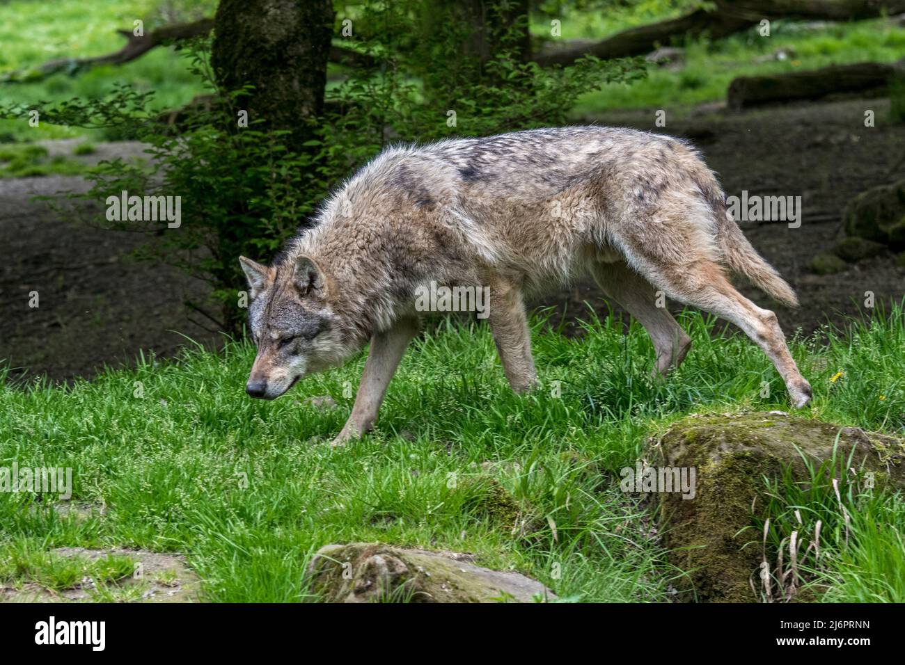 Loup gris européen solitaire / loup eurasien / loup commun (Canis lupus lupus) chasse dans la forêt feuillue Banque D'Images