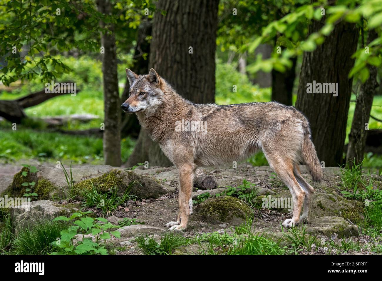 Loup gris européen solitaire / loup eurasien / loup commun (Canis lupus lupus) en quête de nourriture dans une forêt à feuilles larges Banque D'Images