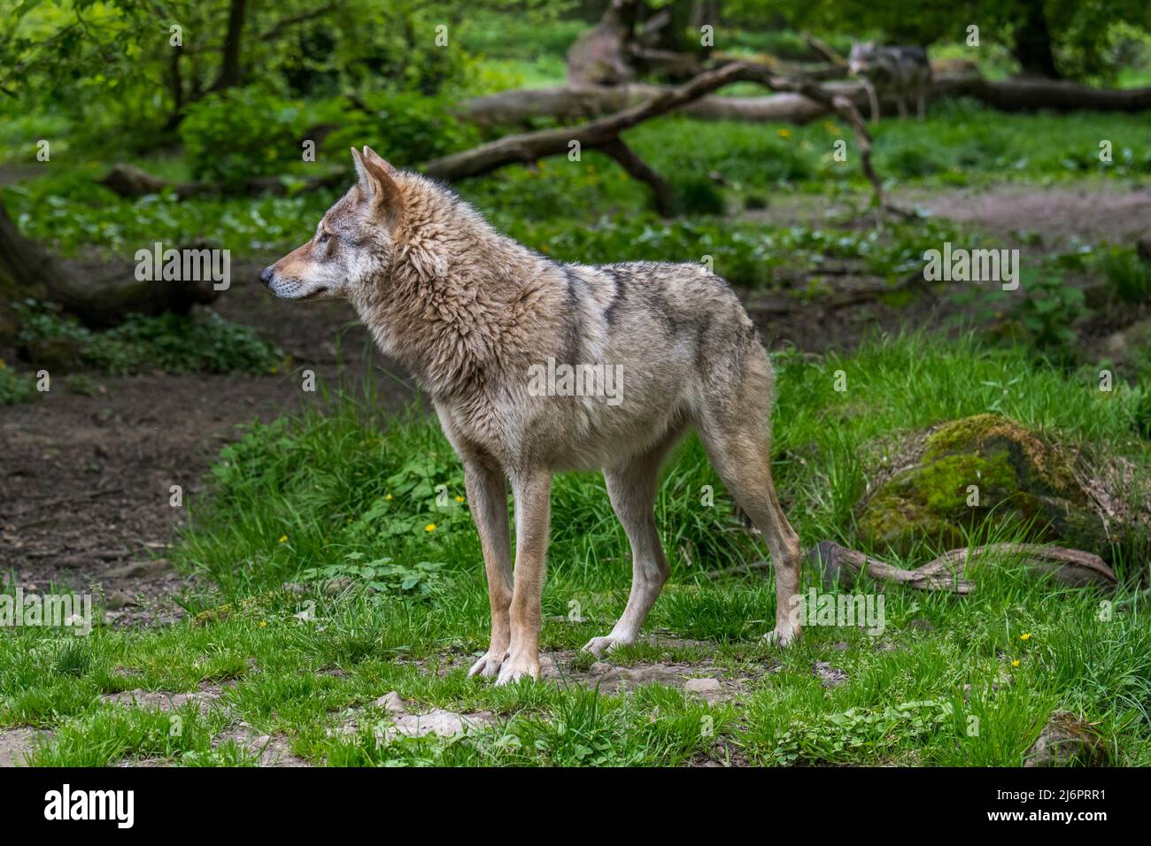 Deux loups gris européens / loups eurasiens / loups communs (Canis lupus lupus) chassant dans la forêt feuillue Banque D'Images
