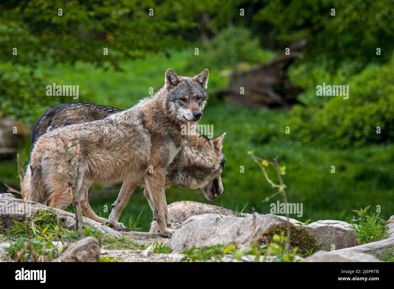 Deux loups gris européens / loups eurasiens / loups communs (Canis lupus lupus) fourragent dans la forêt à feuilles larges Banque D'Images