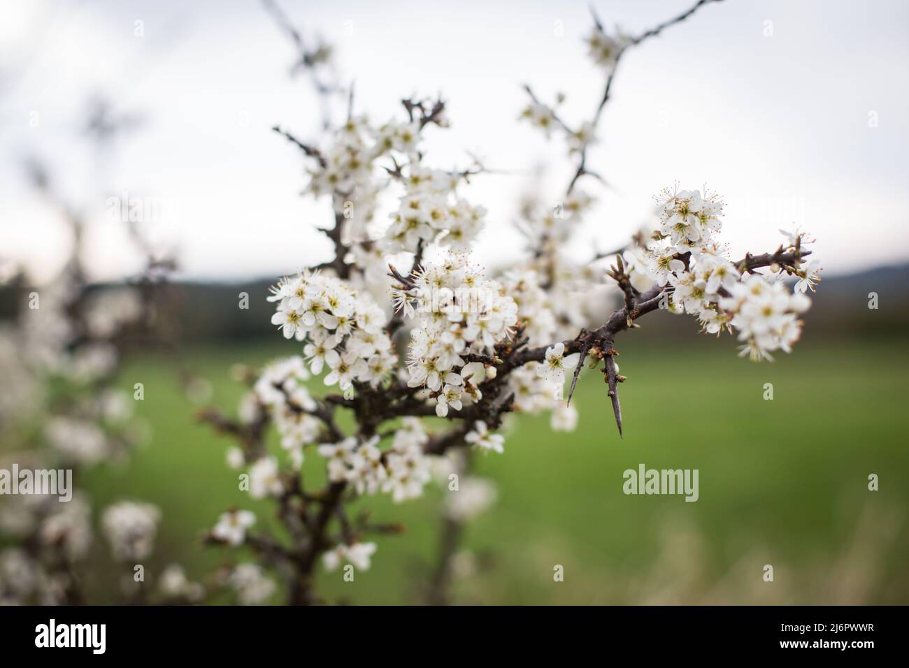 Les fleurs blanches au printemps Banque D'Images