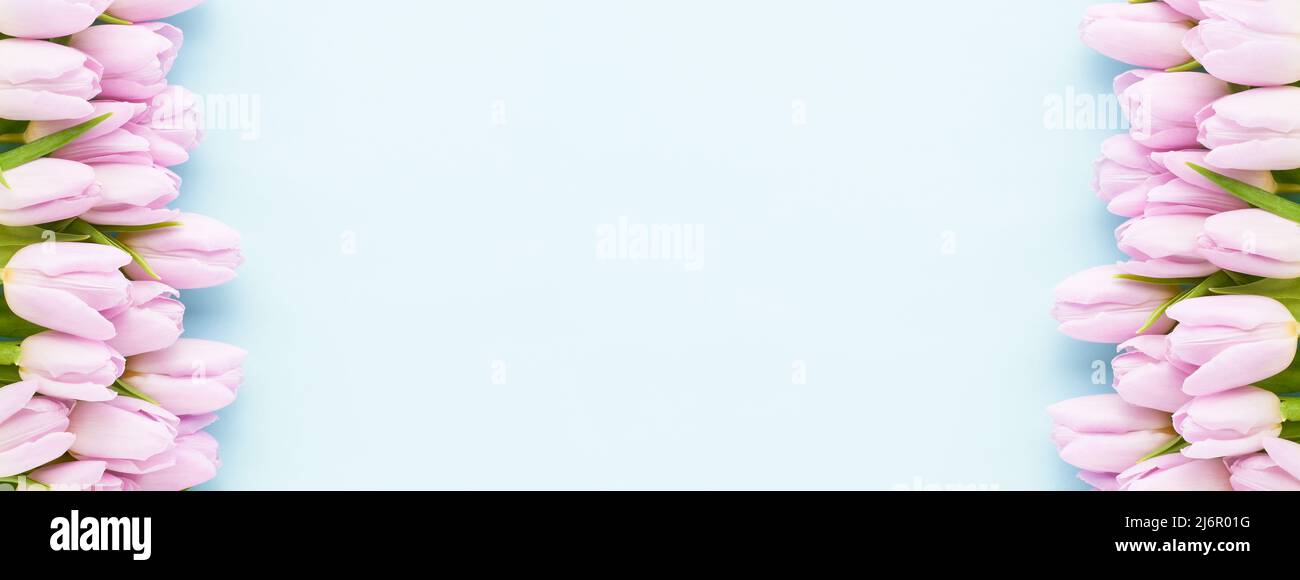 Tulipes roses sur fond bleu clair. Fête des mères, Saint-Valentin, concept de célébration d'anniversaire. Bannière, espace de copie pour le texte Banque D'Images