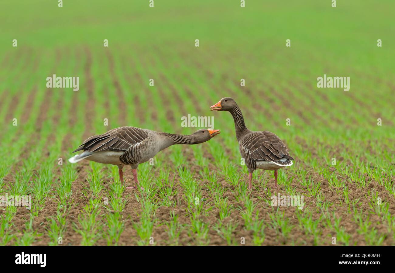 La Bernache du Graylag, qui fait partie d'un grand troupeau se nourrissant dans le champ d'un agriculteur tout comme la nouvelle culture pousse dans le sol. Nom scientifique: Anser anser. ADUL Banque D'Images