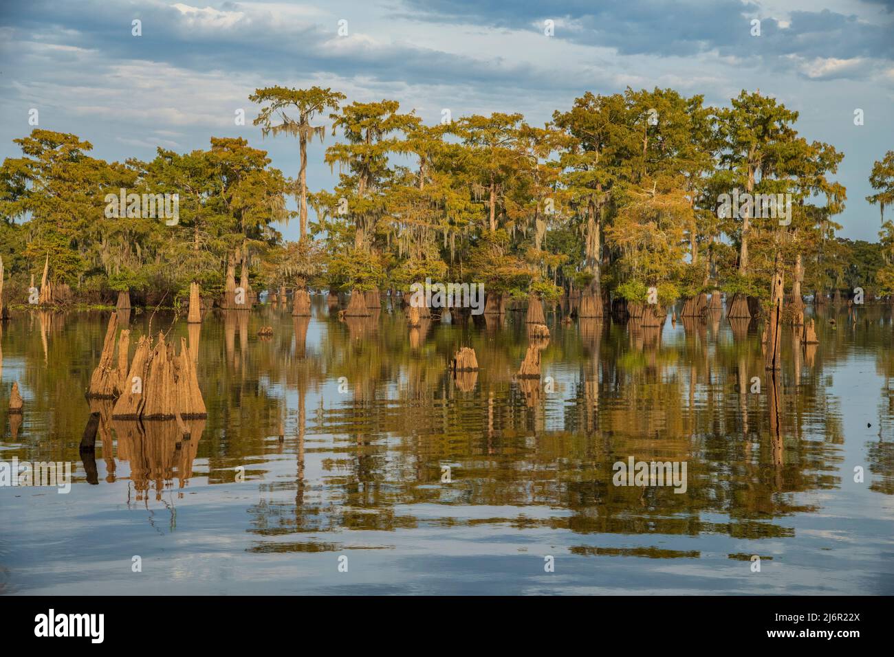 Etats-Unis, Sud, Louisiane, bassin d'Atchachafalaya, Banque D'Images