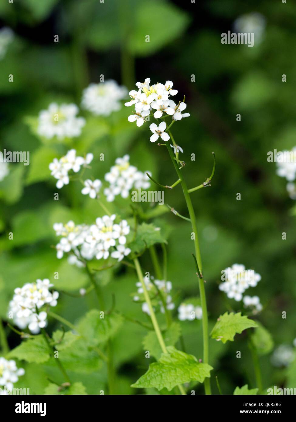 Alliaria petiolata. Jack par la haie. Gros plan des fleurs Banque D'Images