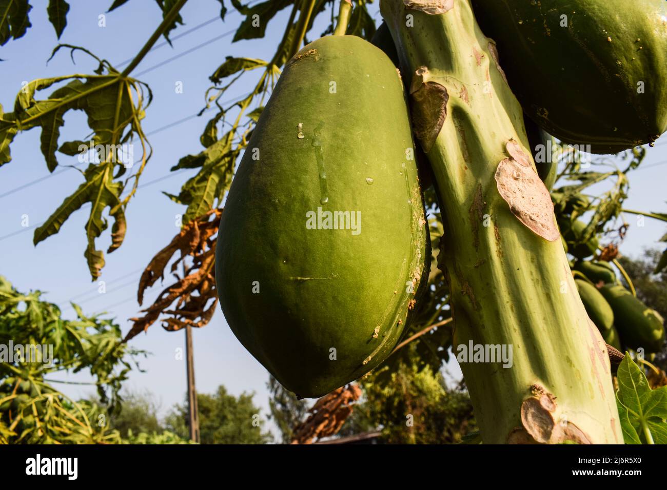 Fruit de papaye vert brut non mûr poussant sur l'arbre. Le lait blanc de papaye suintant tout en mûrissant. Banque D'Images