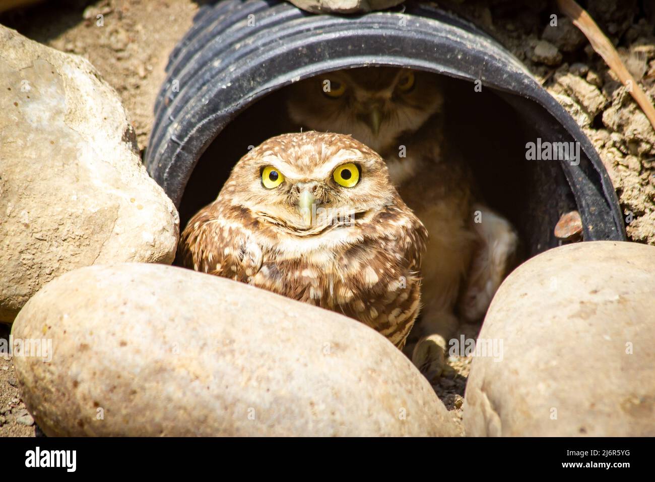 Un bébé hibou et une sœur qui se cachent dans un abri de fortune au Birds of Prey Centre de Coaldale Alberta Canada. Banque D'Images