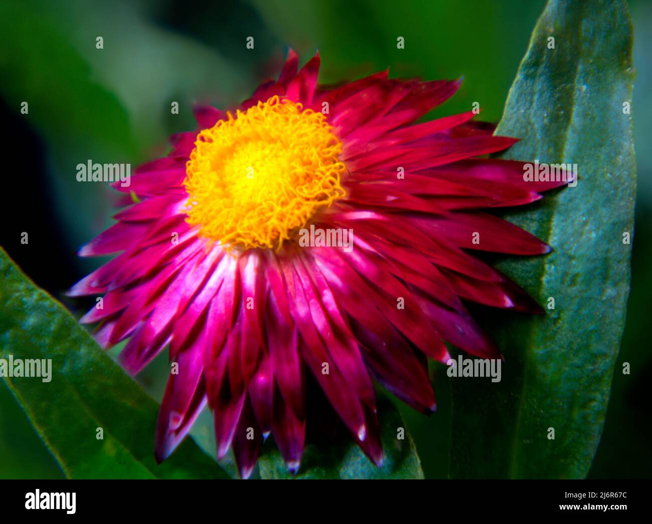 Fleur de paille rouge violet Mohand (Bracteantha bracteata) montrant des pétales rouges et un centre jaune avec fond vert. Banque D'Images