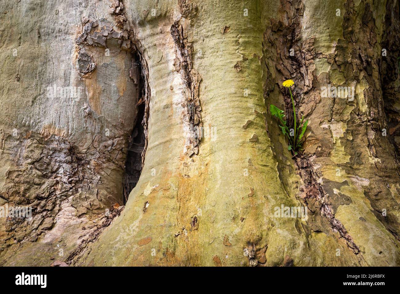 Pissenlit qui grandit et fleurit sur le tronc d'un énorme vieux arbre, concept de résilience et de survie Banque D'Images
