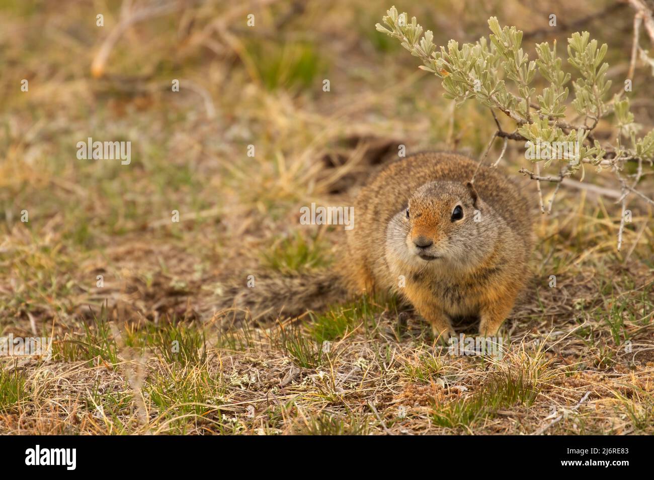 Uinta Ground Squirrel (Spermophilus armatus), parc national de Yellowstone, Wyoming Banque D'Images