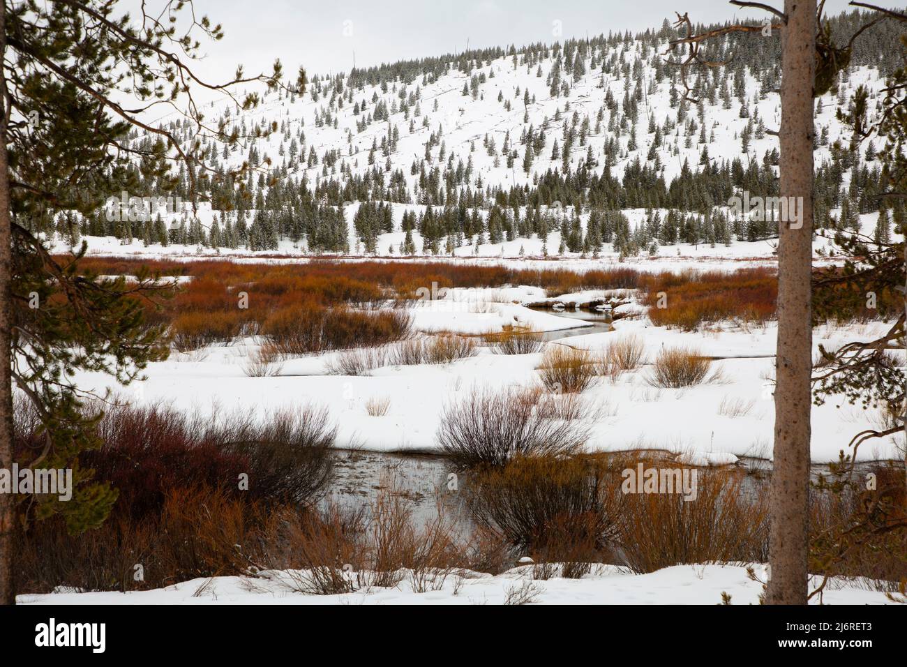 Willow Park, parc national de Yellowstone, Wyoming Banque D'Images