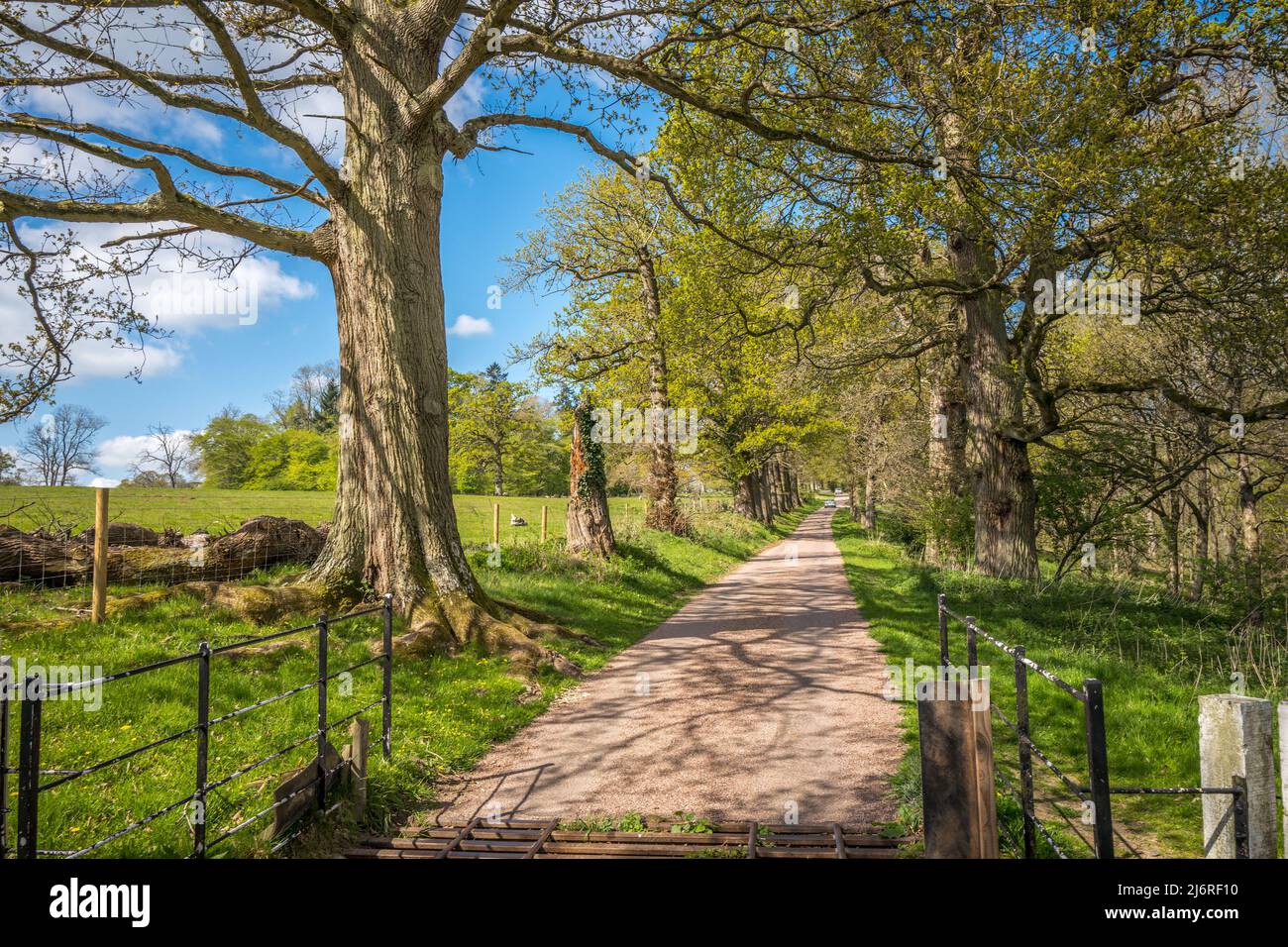 L'allée principale à une voie menant au château de Croft et au parc, une propriété de confiance nationale, Herefordshire, Angleterre. Banque D'Images