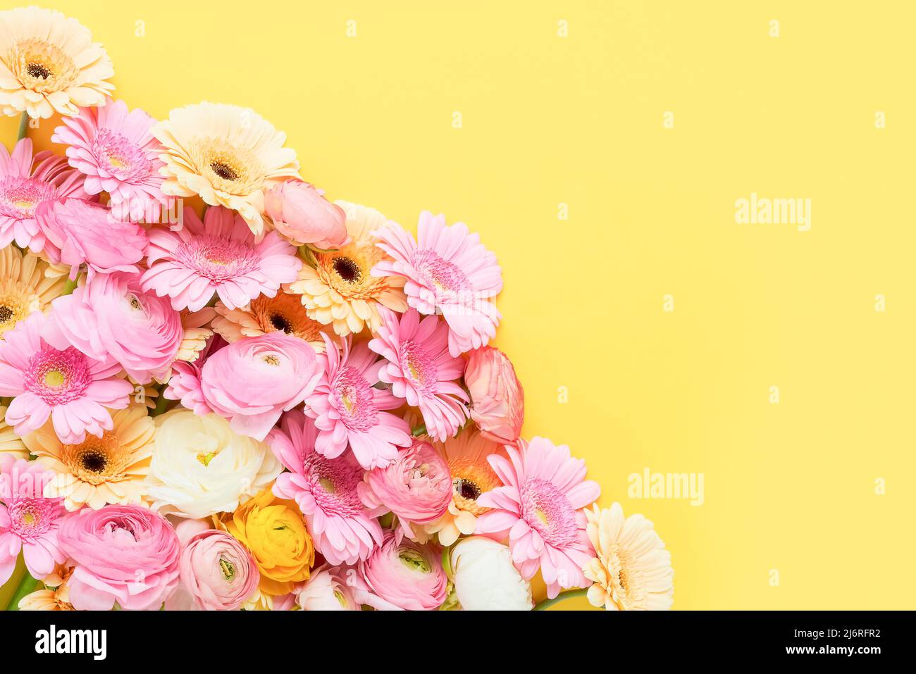 Bouquet de gerberas et de ranunculus sur fond jaune. Fête des mères, jour de la Saint-Valentin, concept d'anniversaire. Vue de dessus, espace de copie pour le texte Banque D'Images