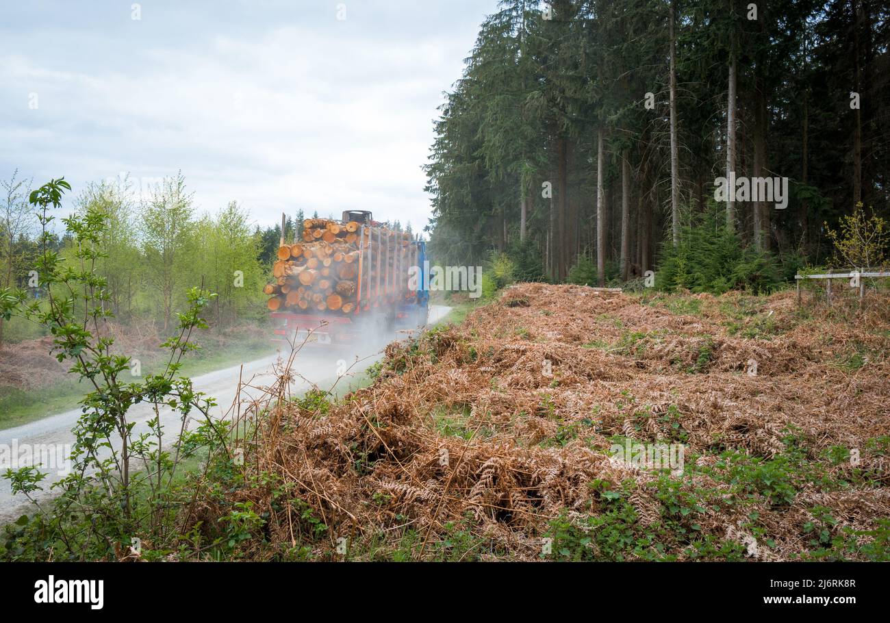 Camion à chargeur bas enlevant les conifères abattus de Croft Wood. Banque D'Images