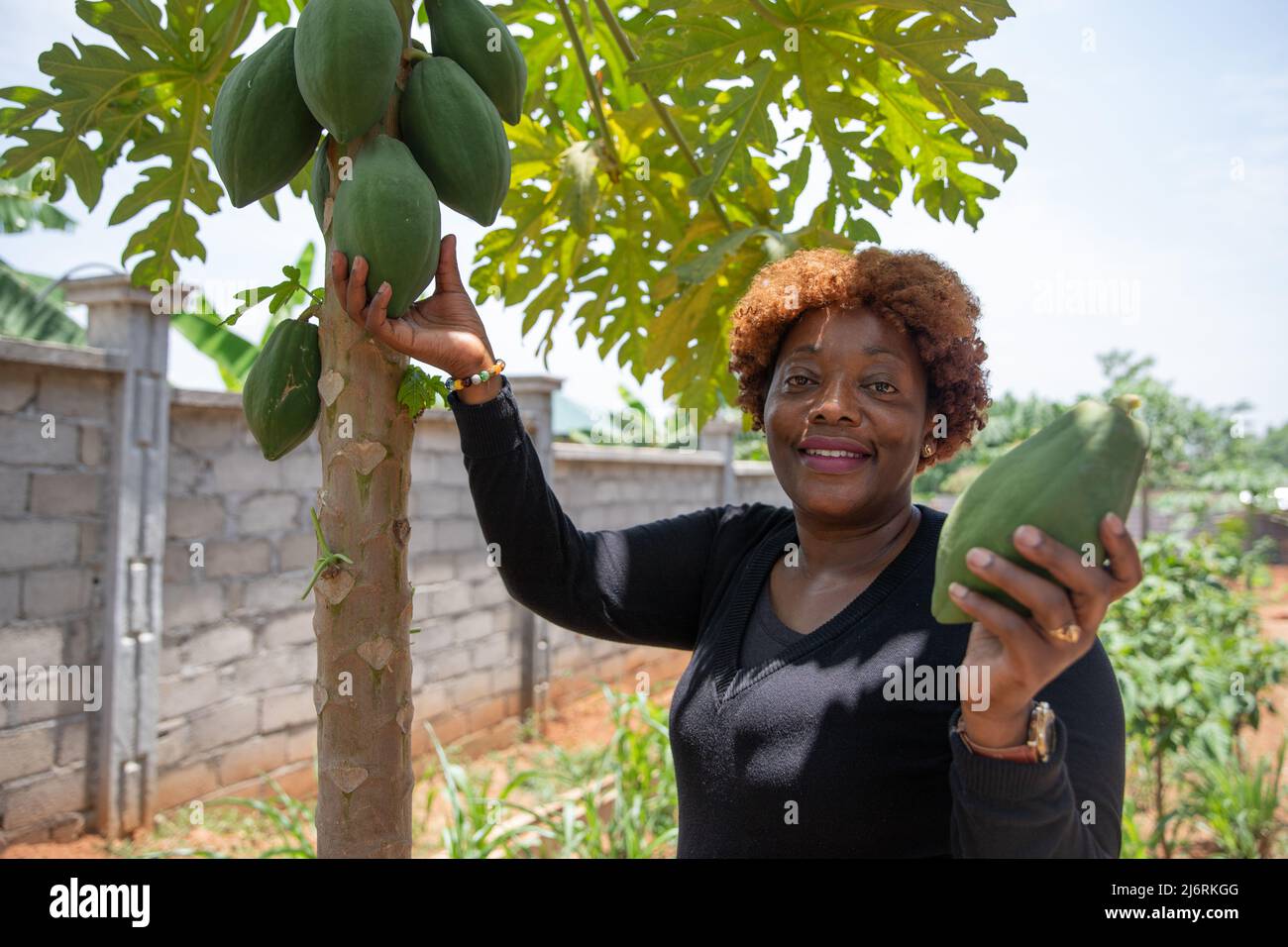 Un cultivateur de papaye tient un fruit de sa plantation dans sa main, femme africaine au travail Banque D'Images