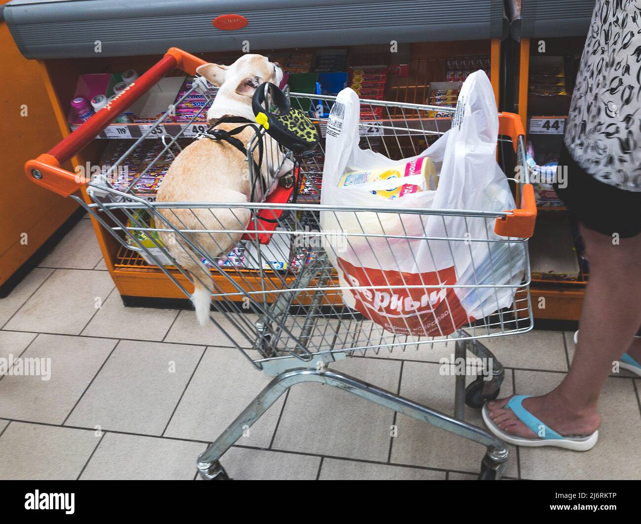 Une cliente conduit un chariot avec son chien pour commander la chaîne de supermarchés Verniy, photo mobile Banque D'Images