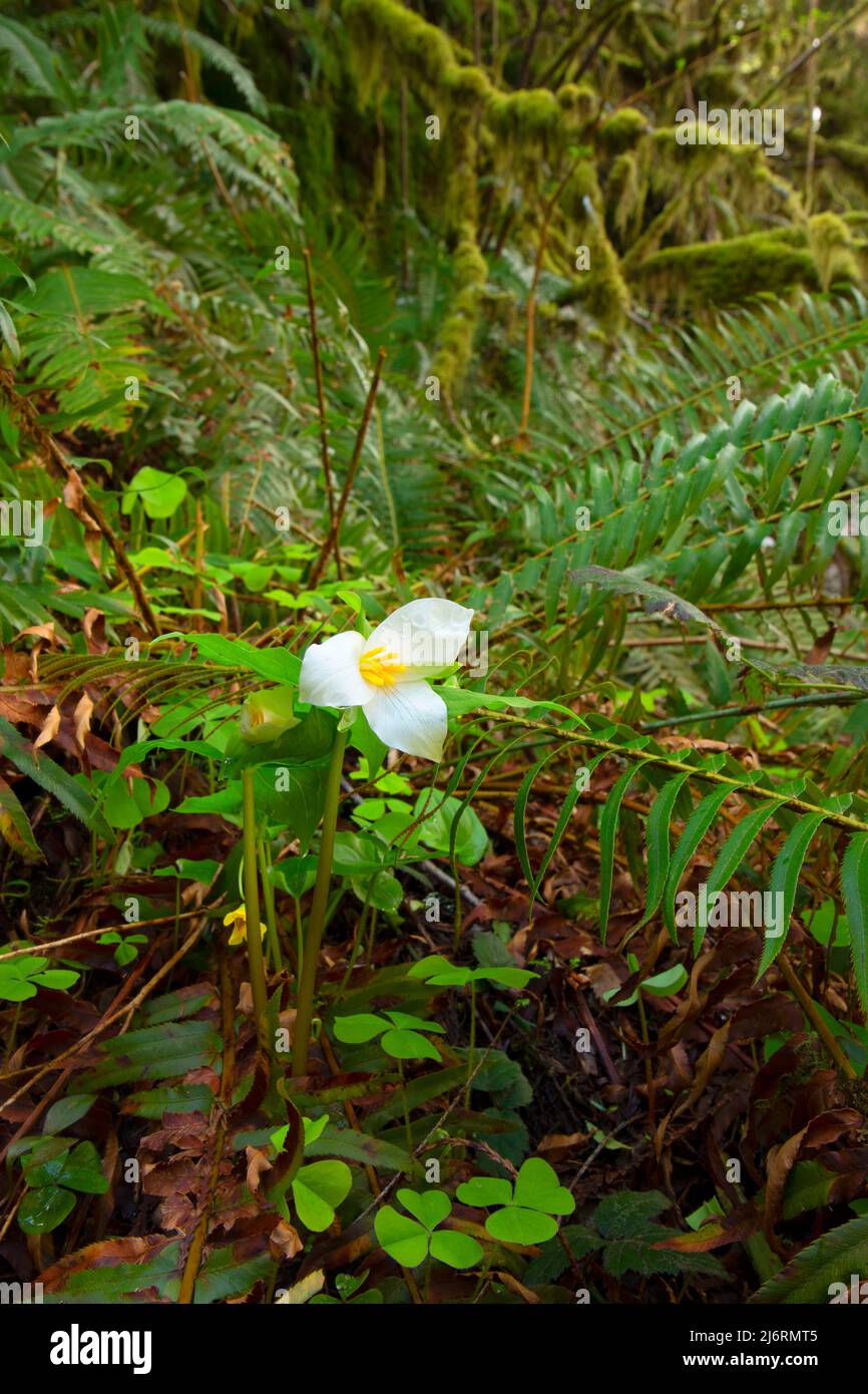 trillium de l'Ouest (Trillium ovatum) sur le sentier de Ten Falls, parc national de Silver Falls, Oregon Banque D'Images