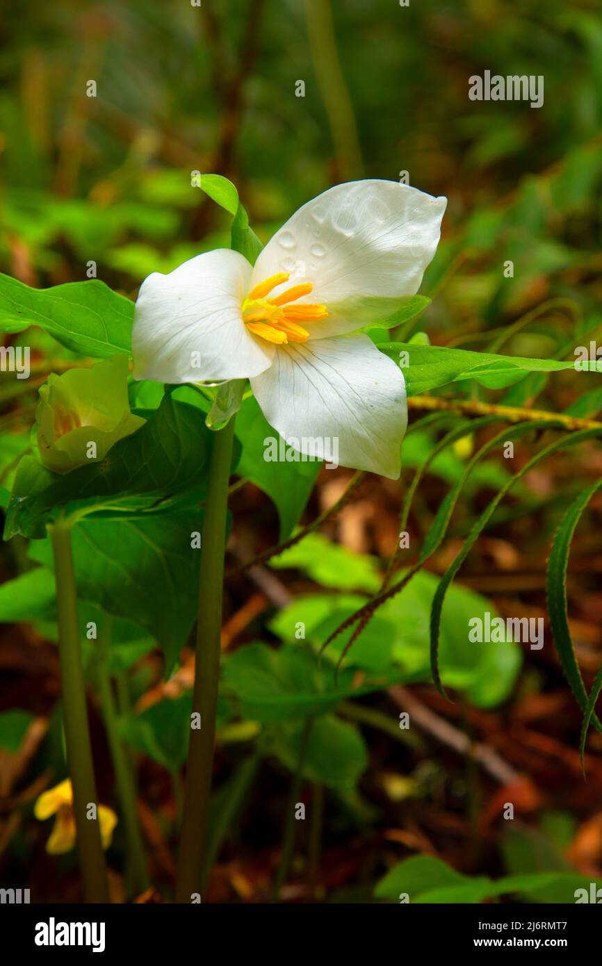 trillium de l'Ouest (Trillium ovatum) sur le sentier de Ten Falls, parc national de Silver Falls, Oregon Banque D'Images