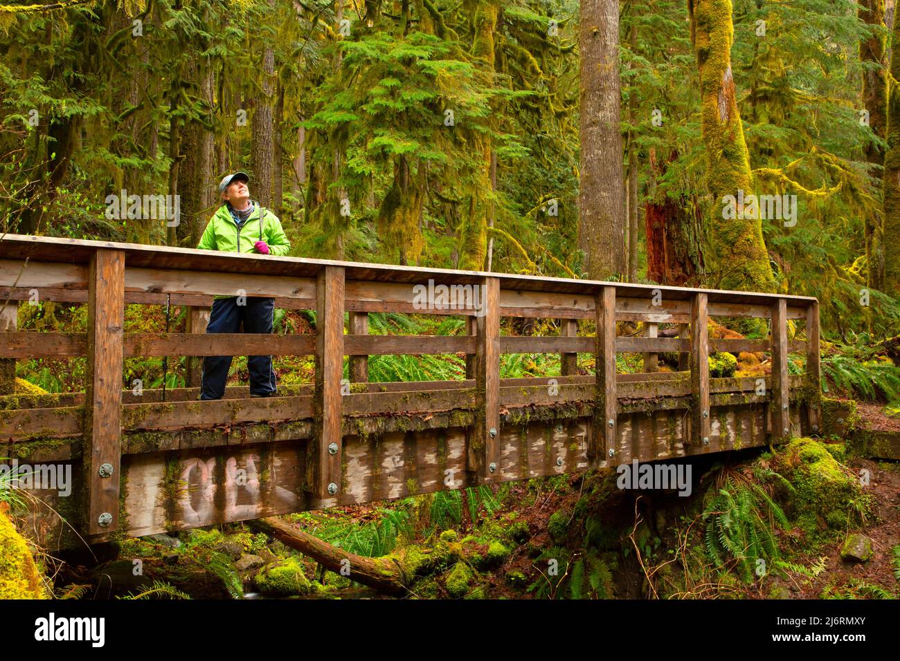 Pont du sentier de la rivière Salmon, rivière Salmon Wild et rivière Scenic, forêt nationale de Mt Hood, Oregon Banque D'Images