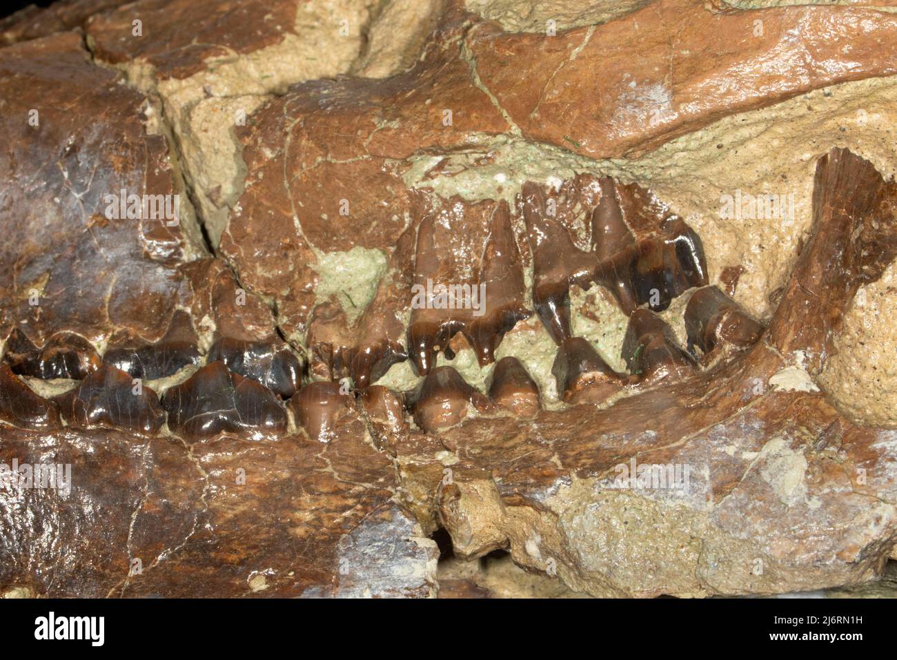 Crâne fossile d'Oreodonte au centre de paléontologie Thomas Condon, John Day Fossil Beds National Monument-Sheep Rock Unit, Oregon Banque D'Images