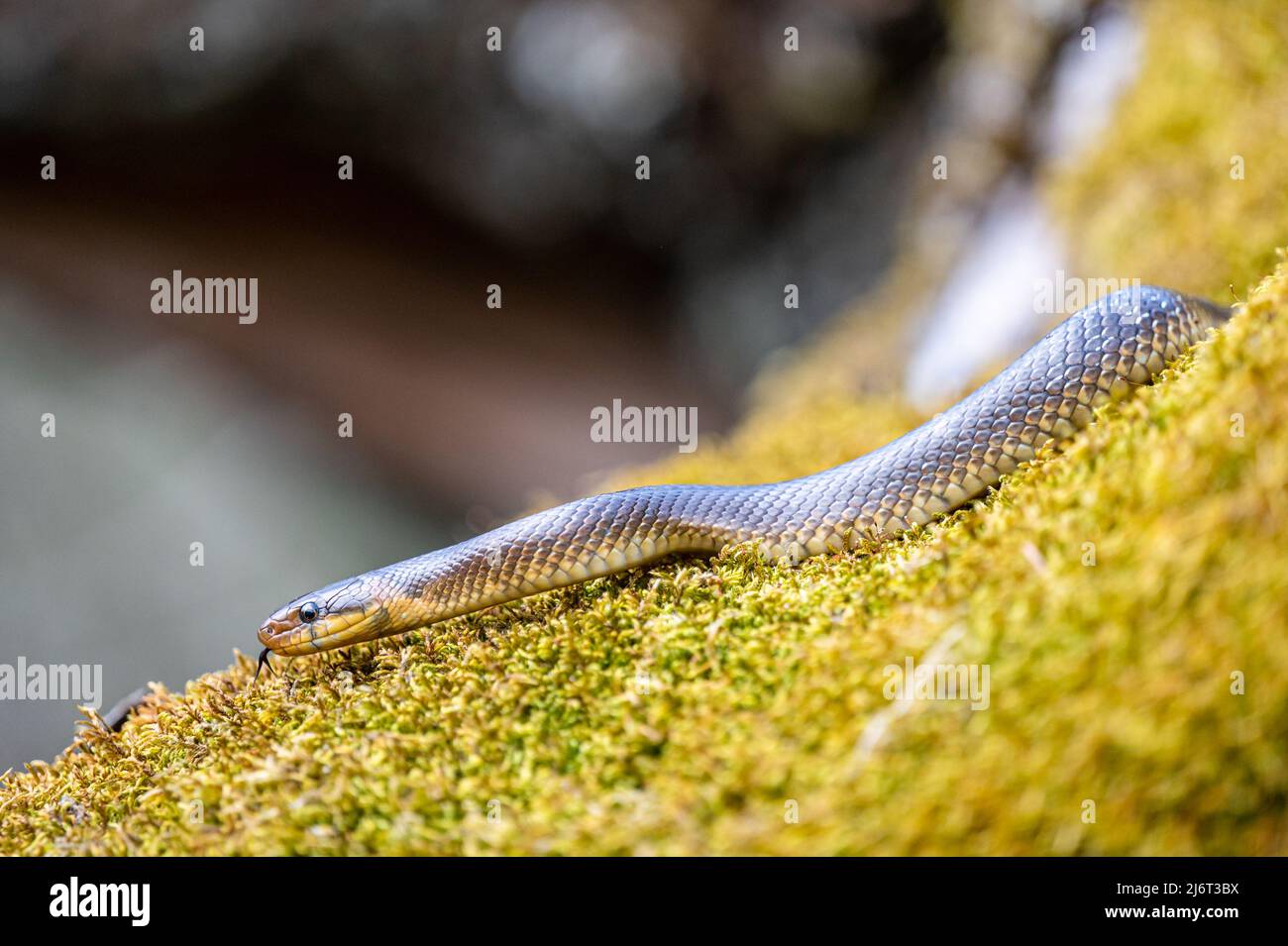 Serpent esculapien, Zamenis longissimus, vallée de la rivière San, Bieszczady, Pologne. Banque D'Images
