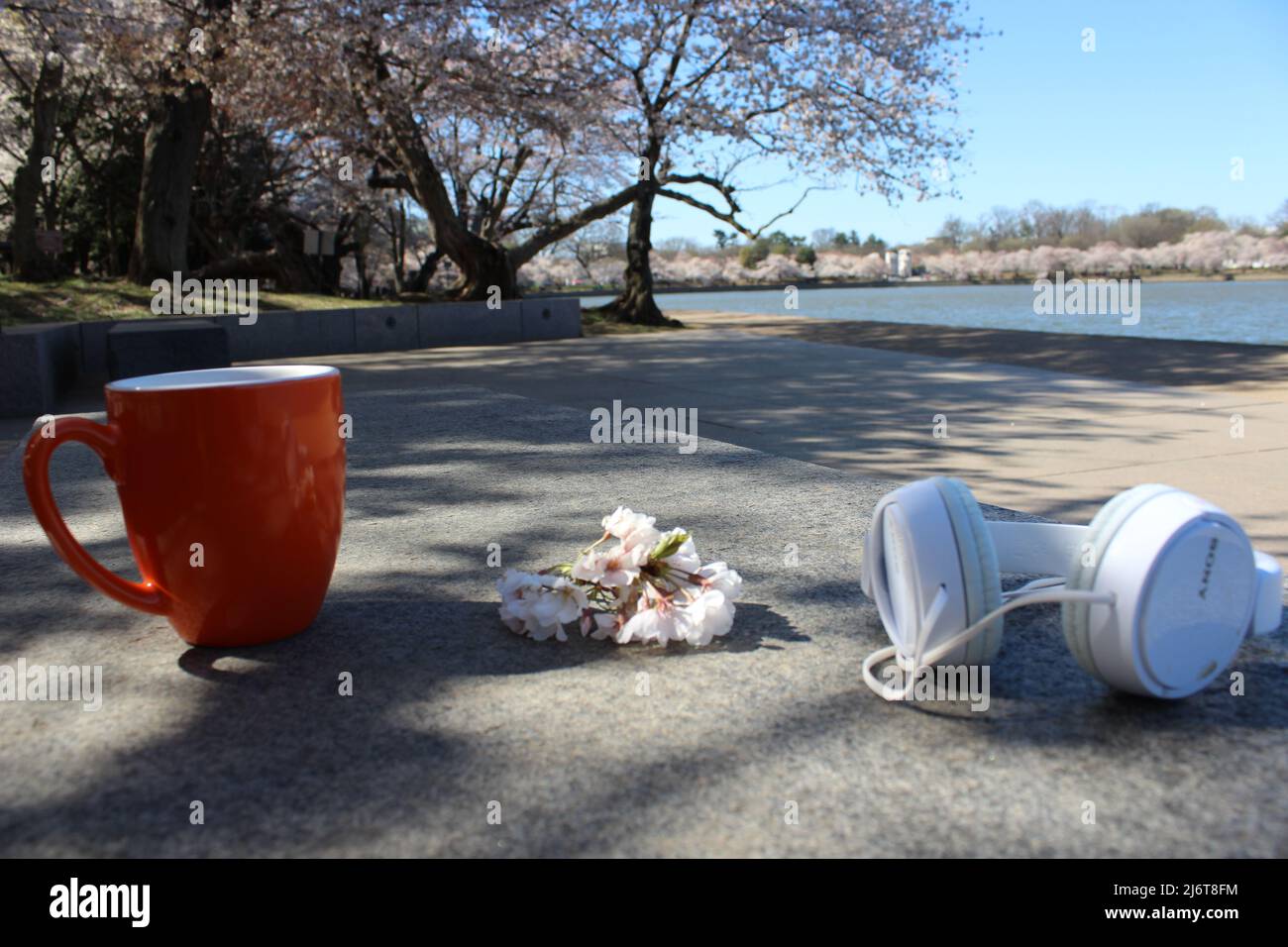 Cherry Blossoms Coffee Mug Headphones West Potomac Park Banque D'Images