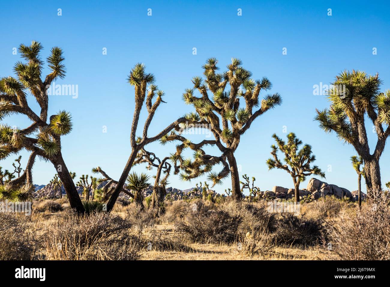 Joshua Trees dans le parc national de Joshua Tree lors d'un après-midi ensoleillé. Banque D'Images