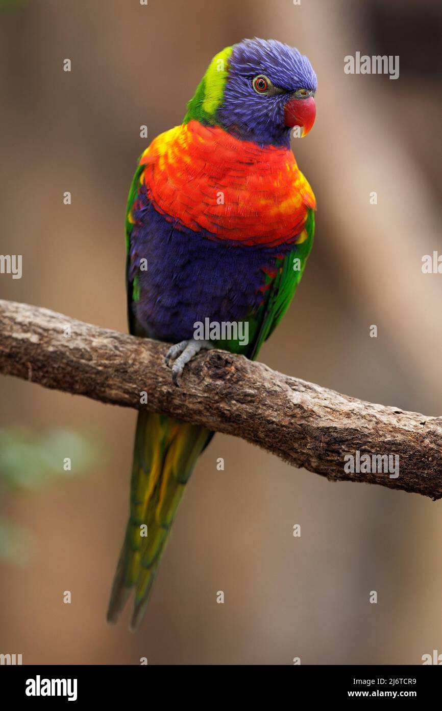 Perroquet coloré Rainbow, Lorikeets Trichoglossus haematodus, assis sur la branche, Australie. Oiseau dans l'habitat de la nature. Banque D'Images
