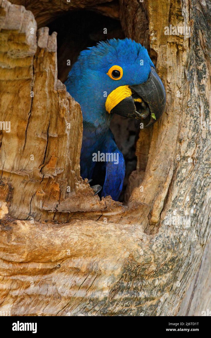 Jacinthe Macaw, Anodorhynchus hyacinthinus, grand perroquet bleu dans la cavité du trou de nid d'arbre, oiseau dans l'habitat naturel mato Grosso, Pantanal, Brésil, Sud Banque D'Images