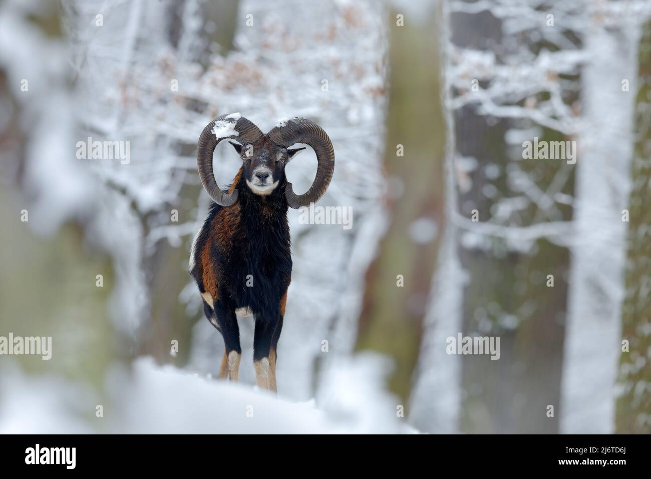 Mouflon, Ovis orientalis, scène d'hiver avec neige dans la forêt, animal corné dans l'habitat naturel, portrait de mammifère avec grande corne, Praha, Tchèque Re Banque D'Images