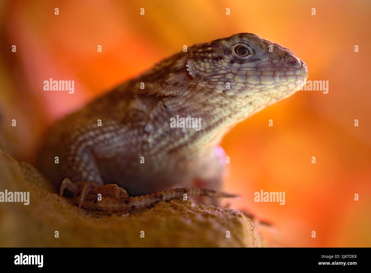 Lézard Ã queue de carie du Nord, Leiocephalus carinatus, portrait détaillé d'un animal exotique avec fond orange clair, cette espèce se trouve à Cuba Banque D'Images