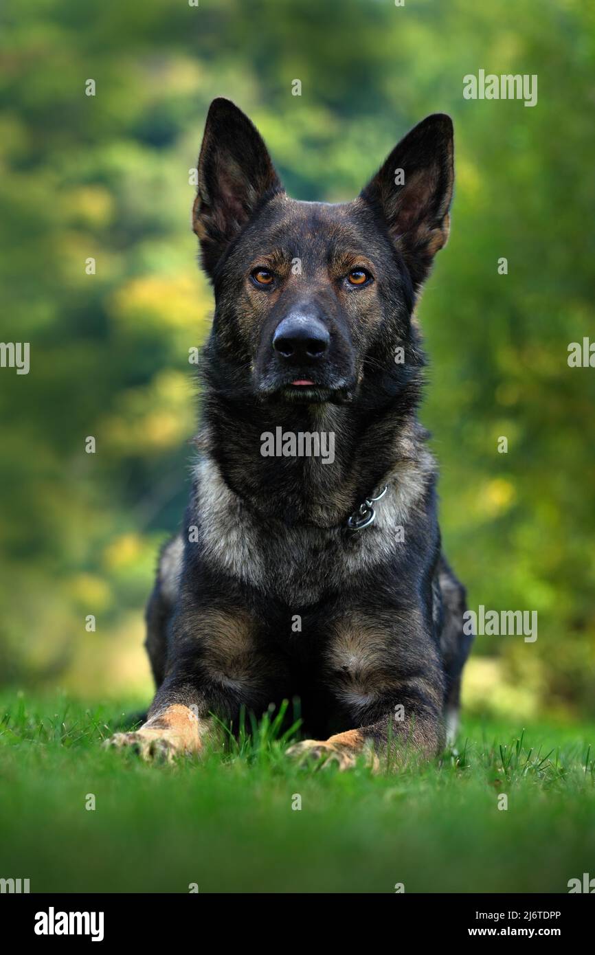 Le Berger allemand, est une race de chien de travail de grande taille  originaire d'Allemagne, assise dans l'herbe verte avec un fond naturel  Photo Stock - Alamy