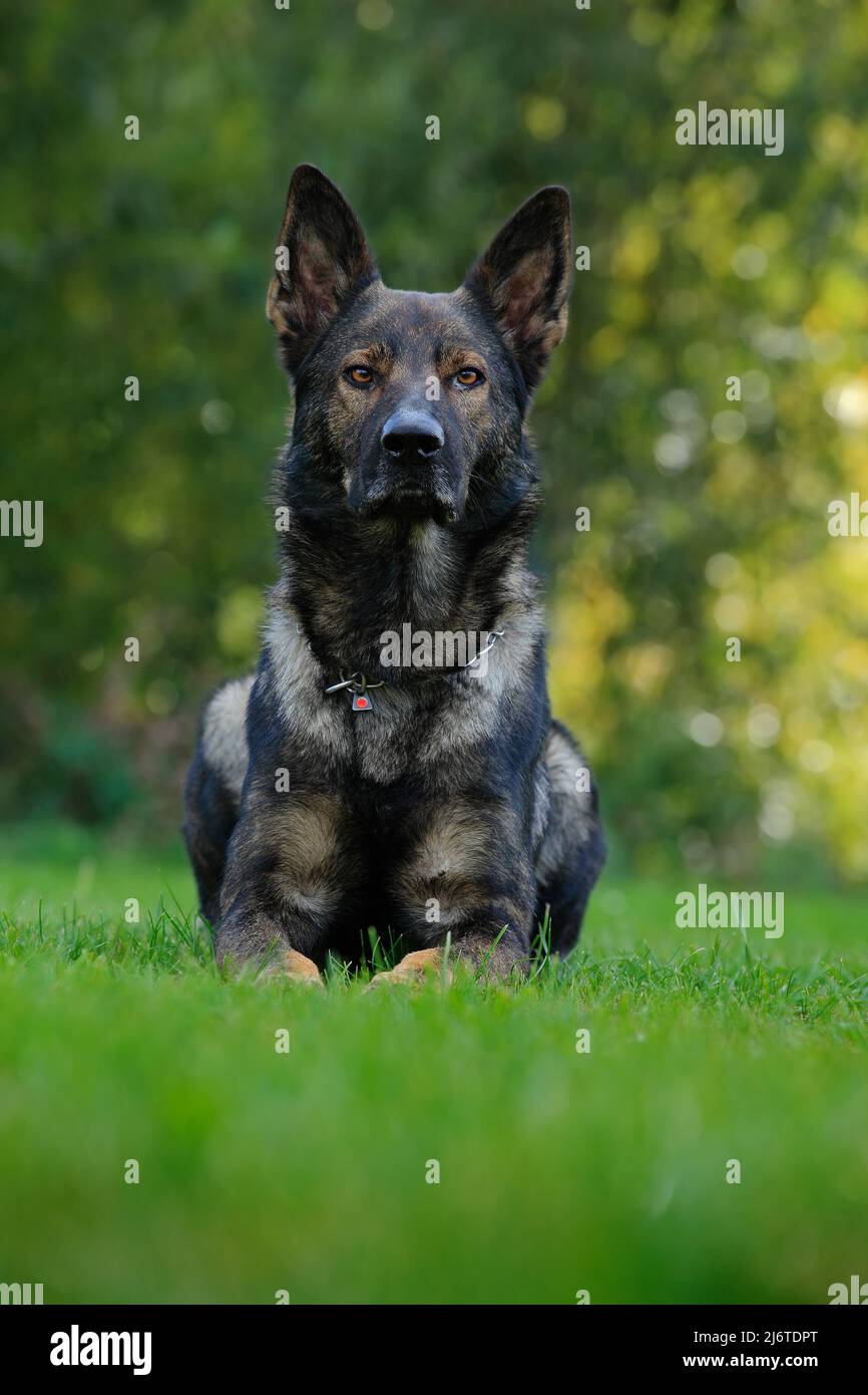 Chien de berger allemand, chien de travail de grande taille originaire d'Allemagne, assis dans l'herbe verte sur fond de forêt naturelle Banque D'Images