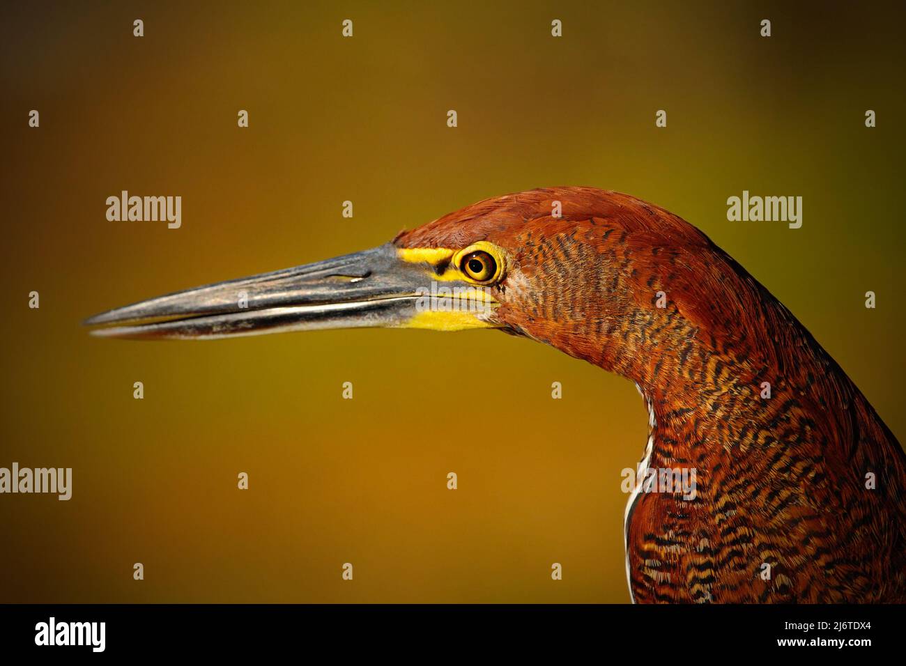 Tigre-Heron rufescent à Motteled, Tigrisoma lineatum, portrait détaillé d'un oiseau à long bec, dans l'habitat naturel, Pantanal, Brésil Banque D'Images