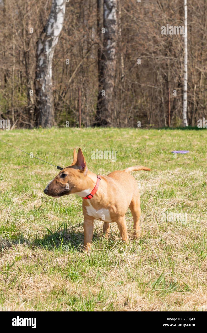 Bull Terrier chien de race miniature dans le parc à pied. Banque D'Images