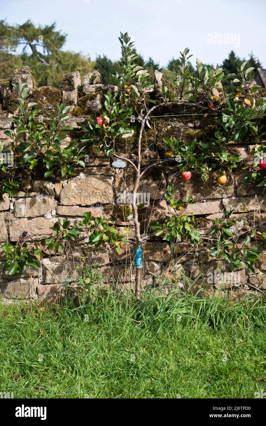 Pomme espalier poussant le long d'un mur de jardin Banque D'Images