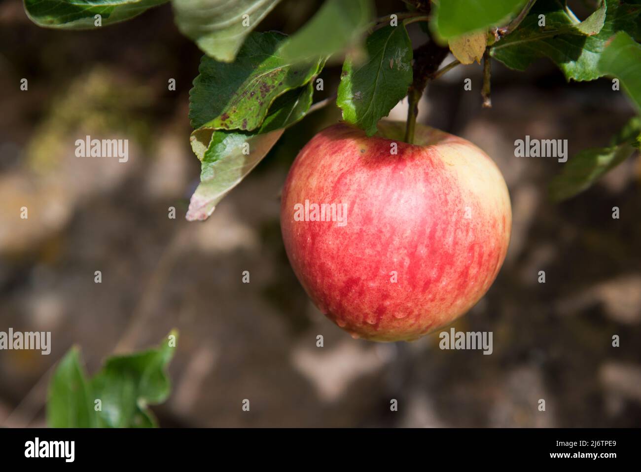 Apple, James Grieve Banque D'Images