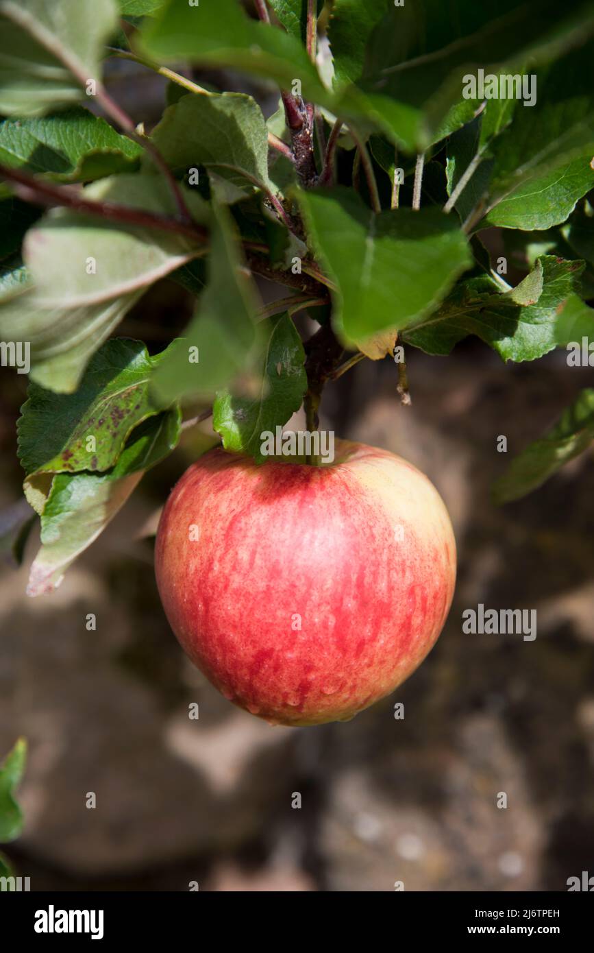 Apple, James Grieve Banque D'Images