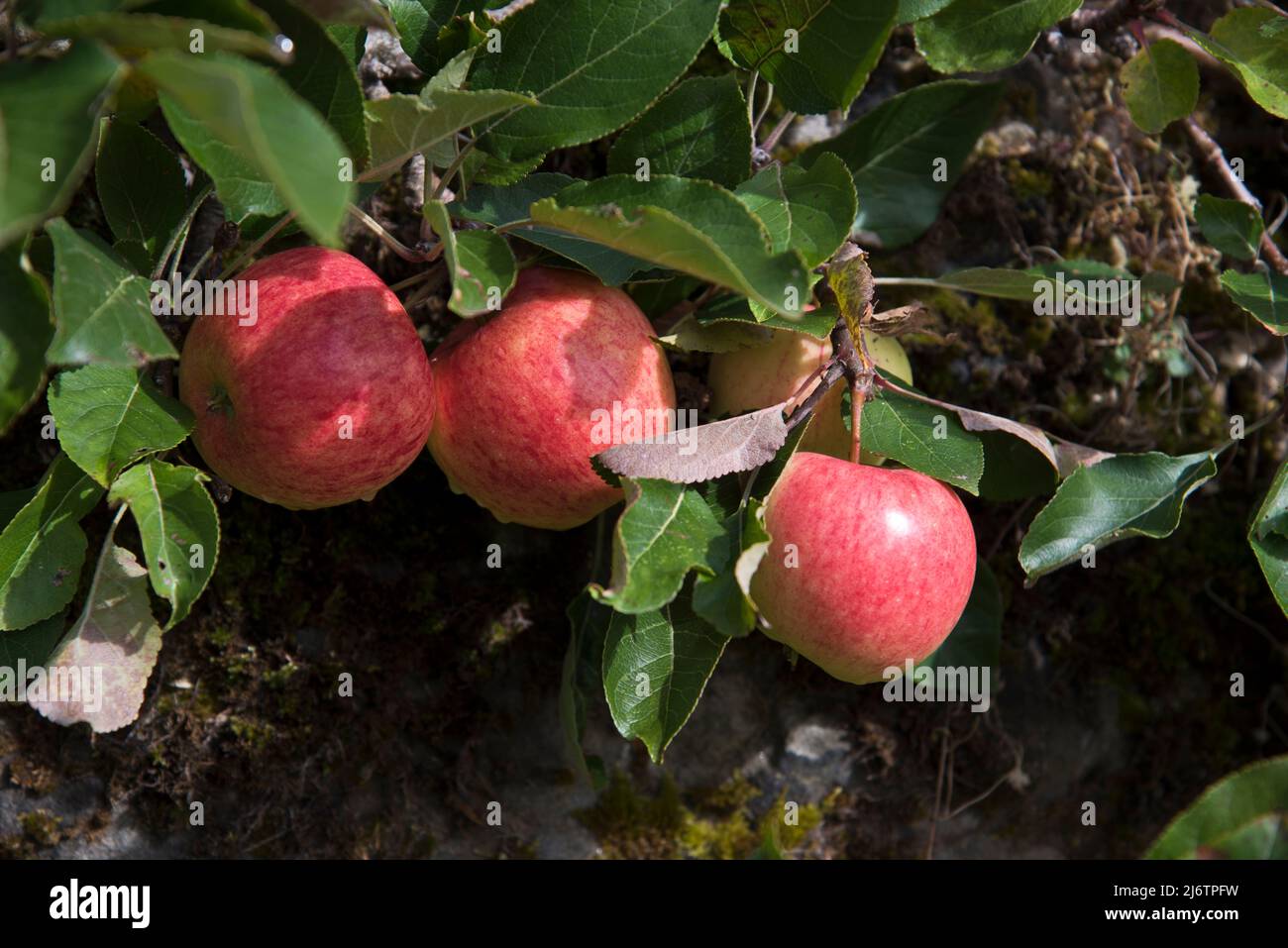 Apple, James Grieve Banque D'Images