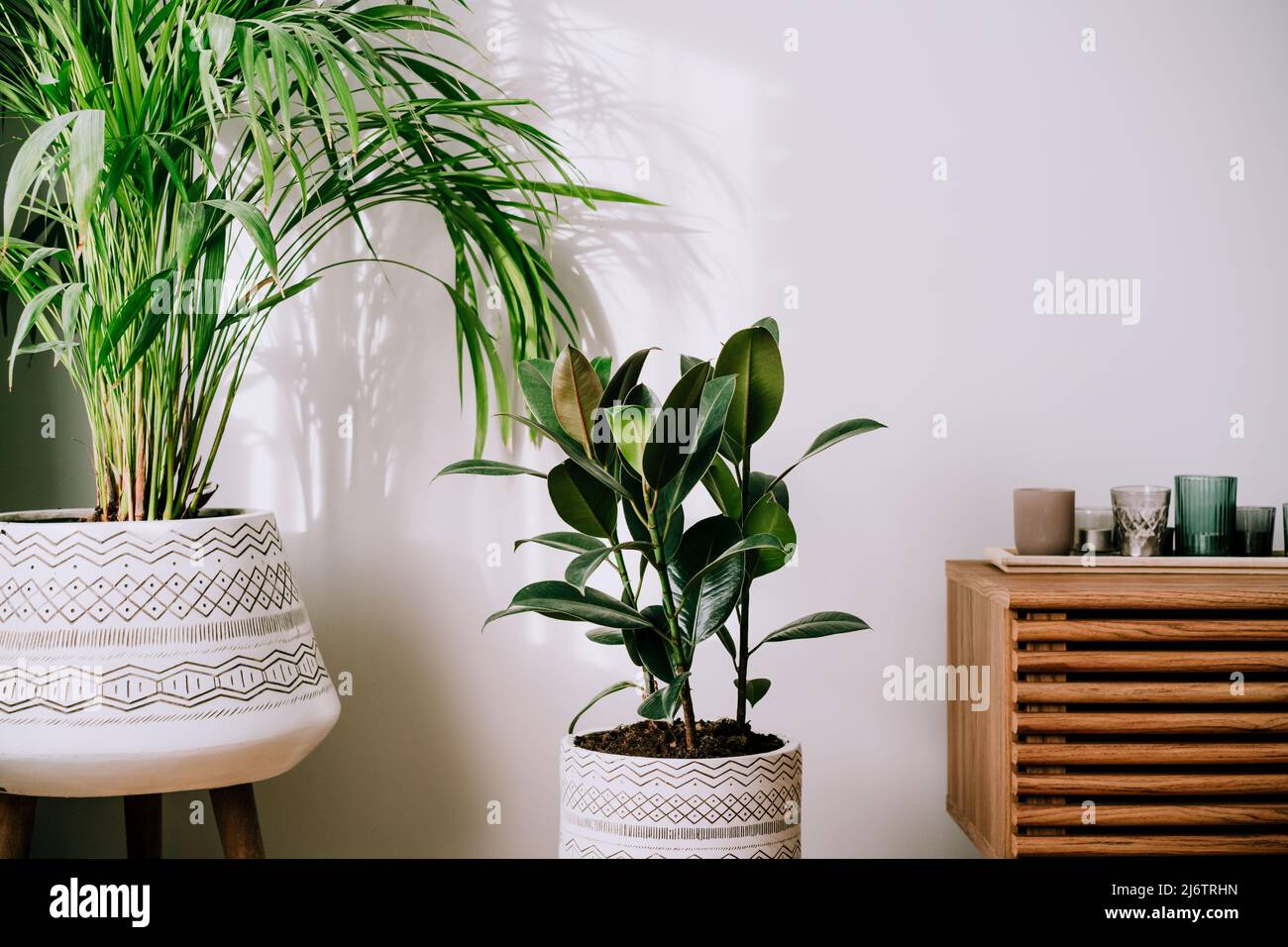 Décoration moderne et élégante à motifs floraux, style minimaliste sur fond de mur blanc. Biophilie, conception écologique de la maison. Areca palmier et plantes en caoutchouc ficus au Banque D'Images Décoration moderne et élégante à motifs floraux, style minimaliste sur fond de mur blanc. Biophilie, conception écologique de la maison. Areca palmier et plantes en caoutchouc ficus au Banque D'Images