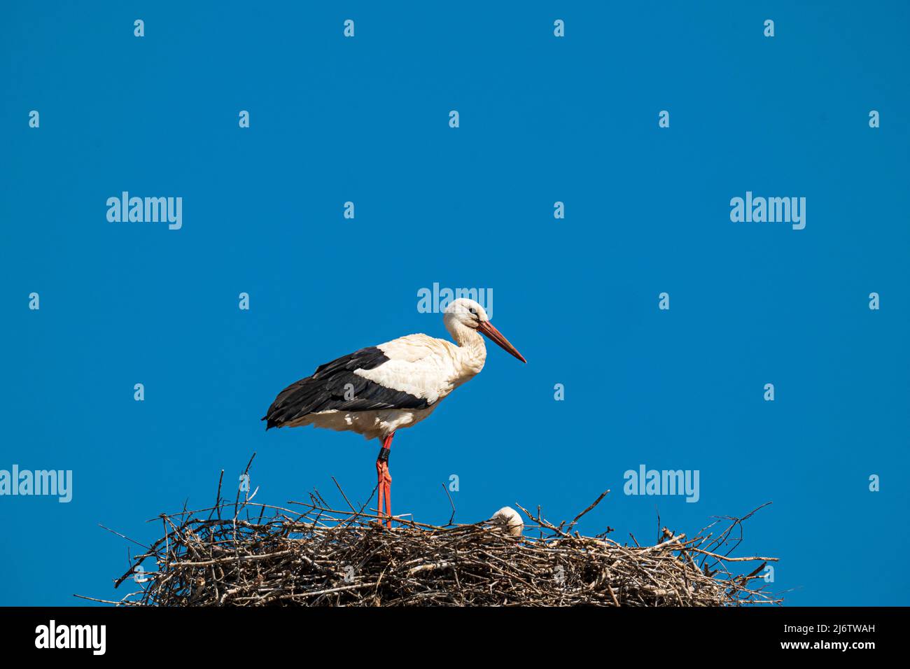 cigogne blanche dans le nid contre un ciel bleu sans nuages, espace de copie Banque D'Images